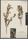 Foto von Salix alba L.